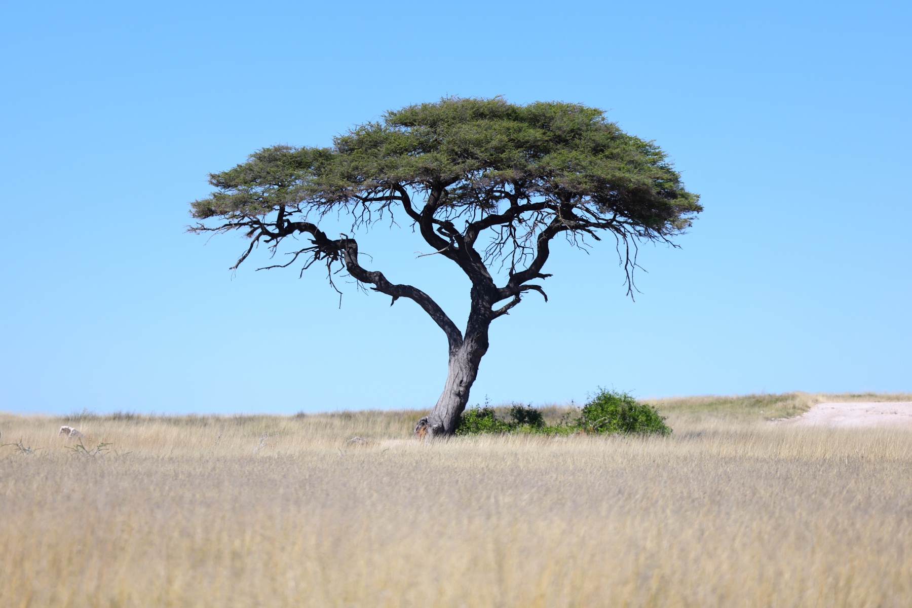 Etosha - Umbrella thorn (Acacia tortilis)