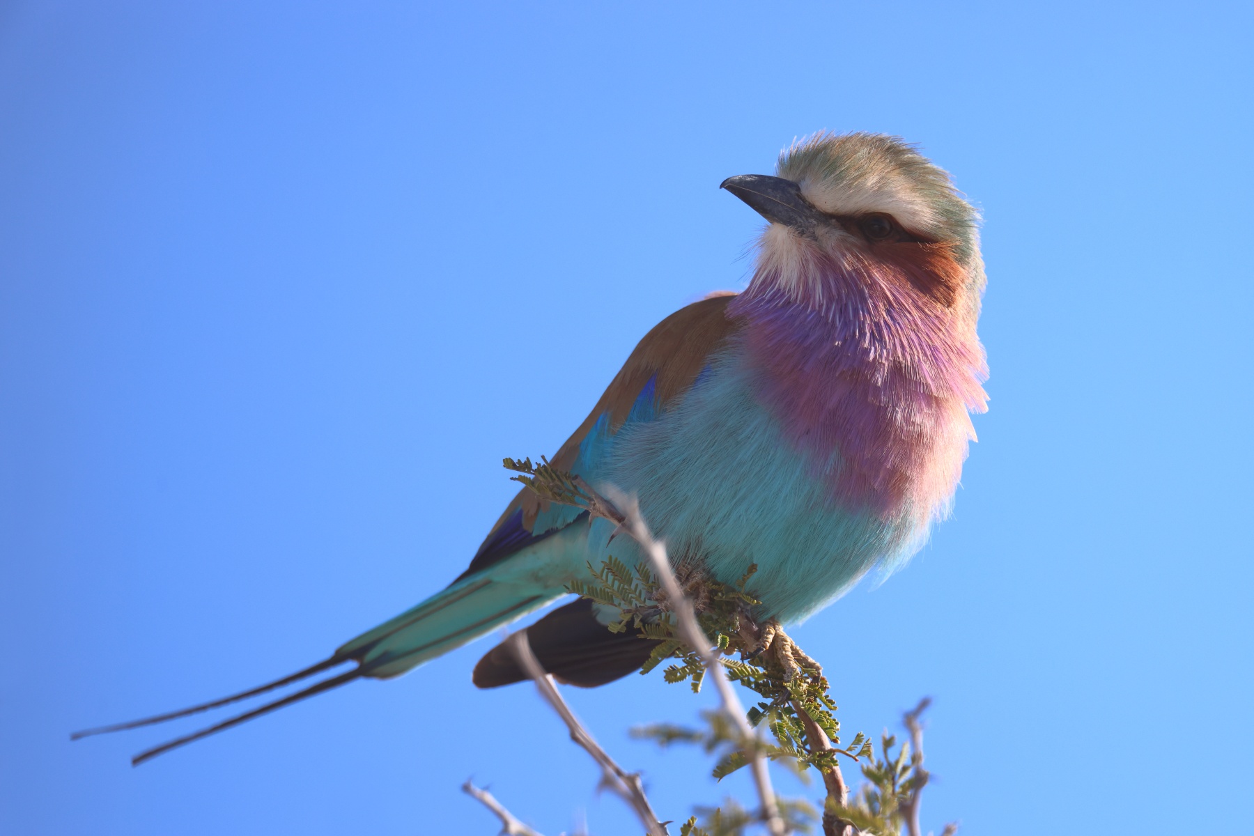 Etosha - Lilac-breasted roller (Coracias caudatus)