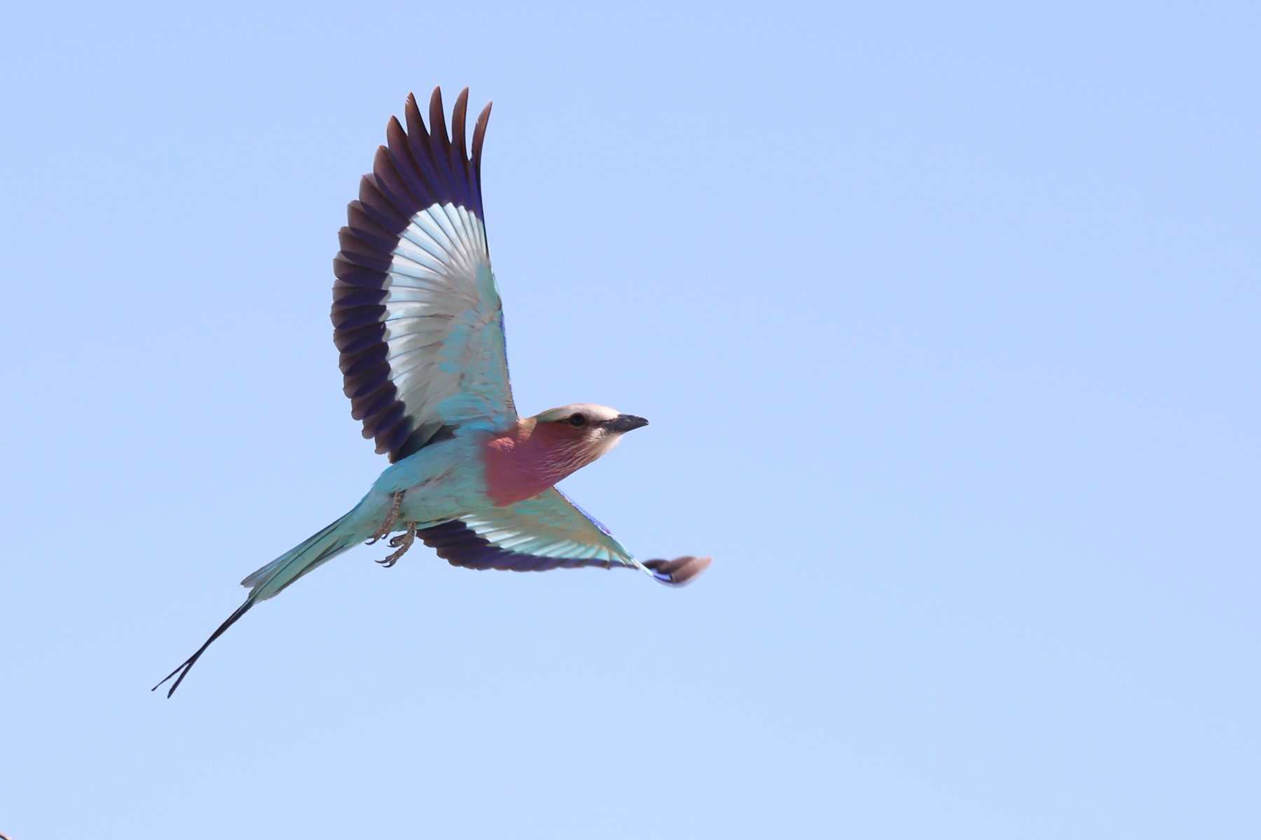 Etosha - Lilac-breasted roller (Coracias caudatus)