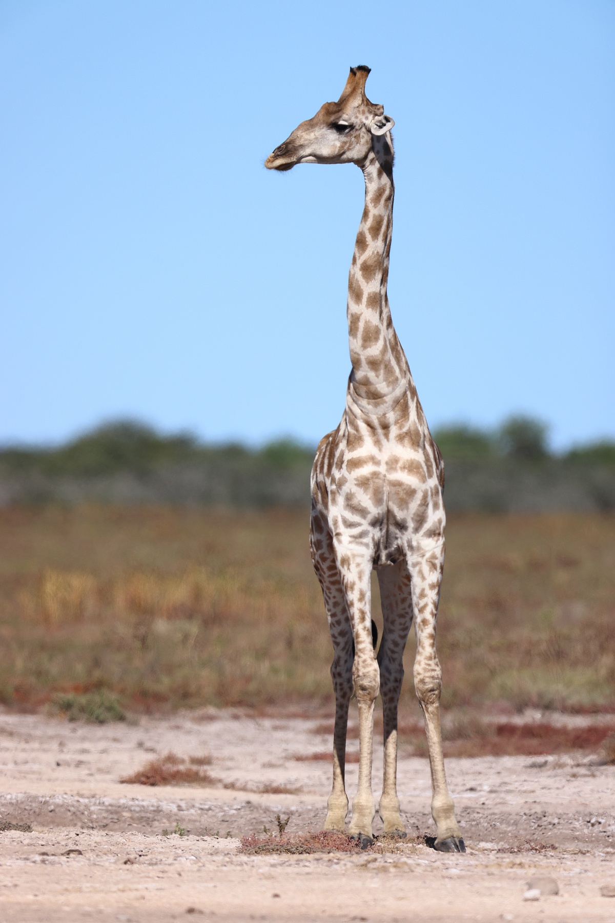 Etosha - Southern giraffe (Giraffa giraffa)