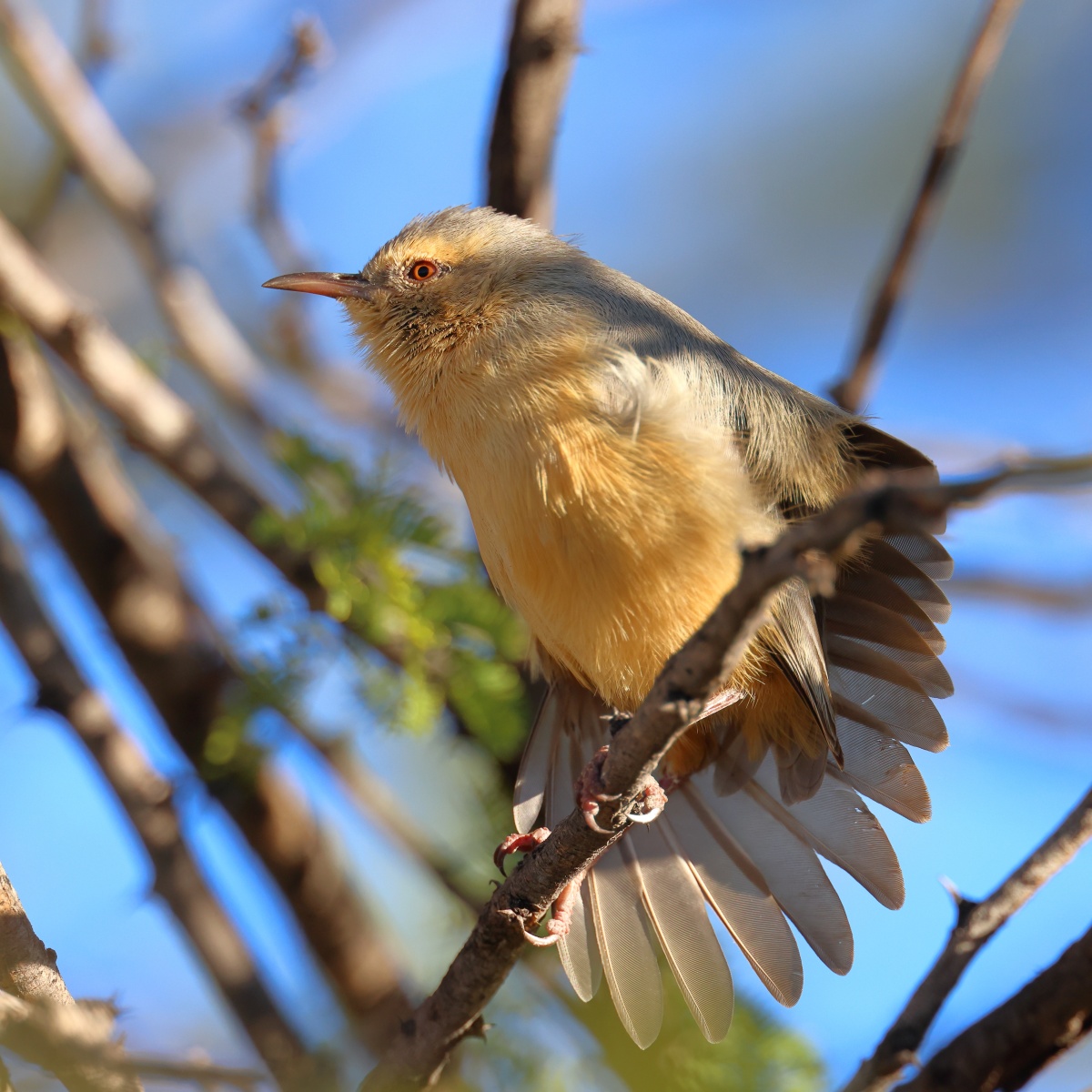 Etosha - Long-billed crombec (Sylvietta rufescens)