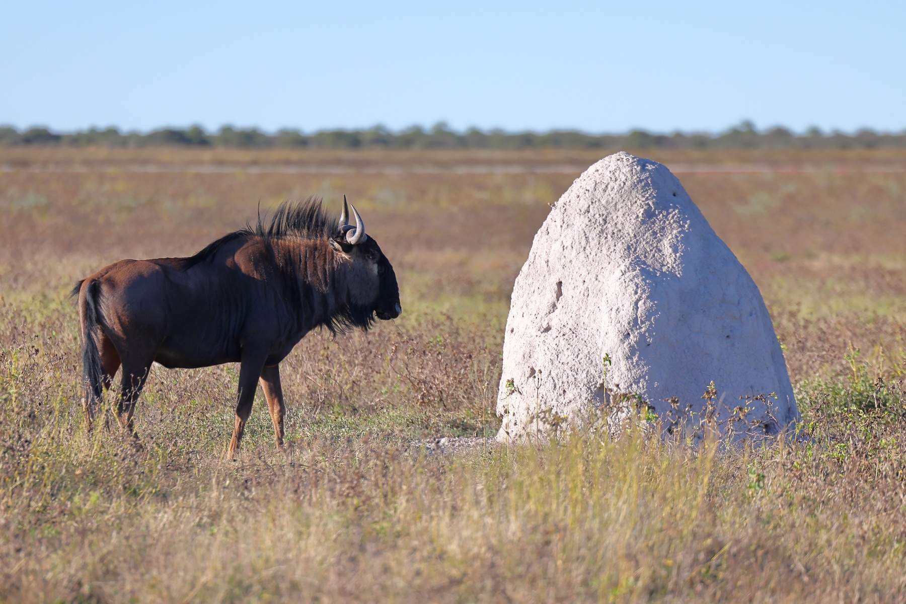 Etosha - Blue wildebeest (Connochaetes taurinus)