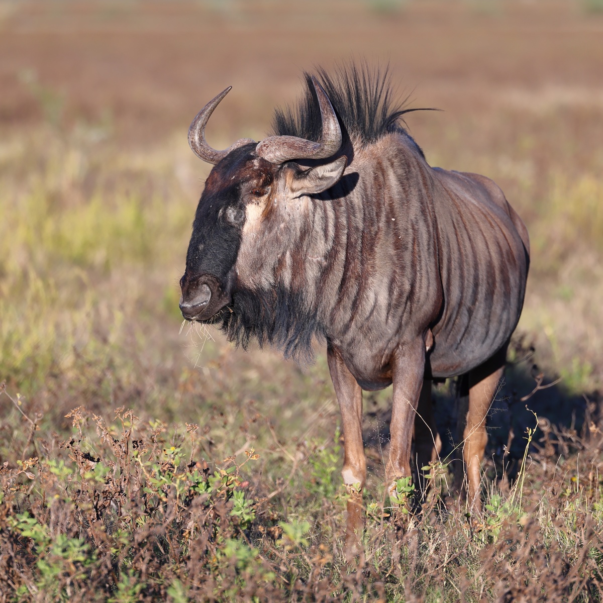 Etosha - Blue wildebeest (Connochaetes taurinus)