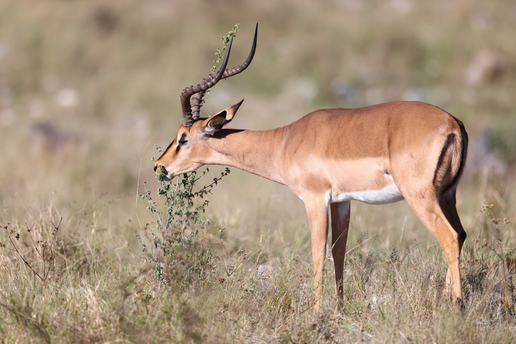 Etosha - Impala (Aepyceros melampus)