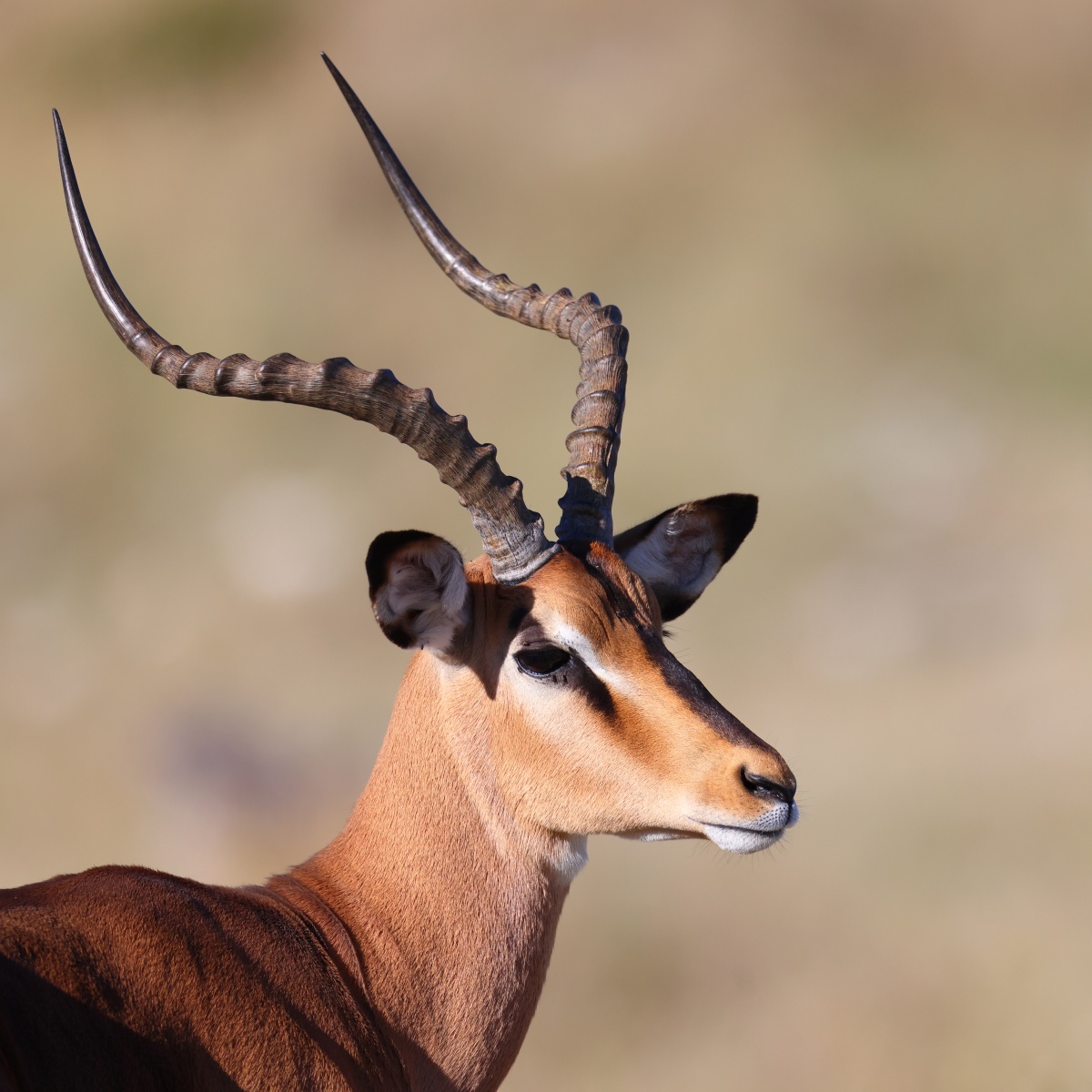 Etosha - Impala (Aepyceros melampus)