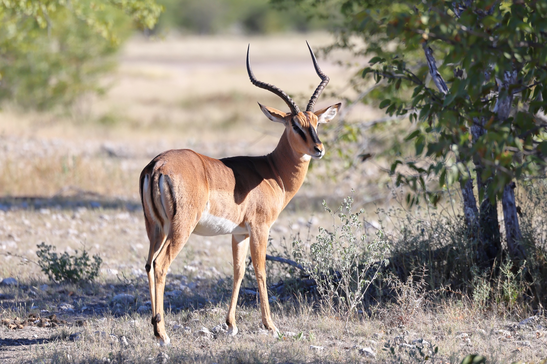 Etosha - Impala (Aepyceros melampus)
