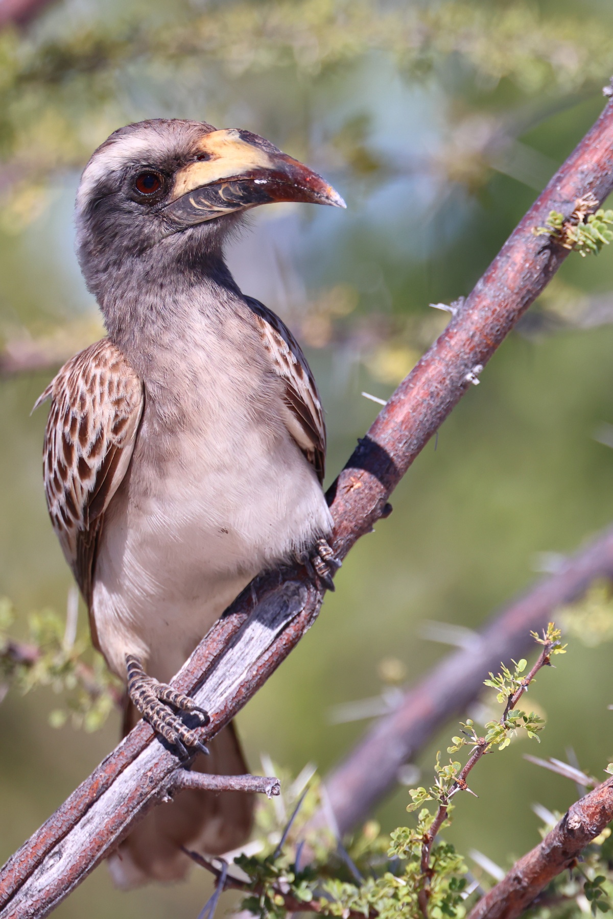 Etosha - African grey hornbill (Lophoceros nasutus)