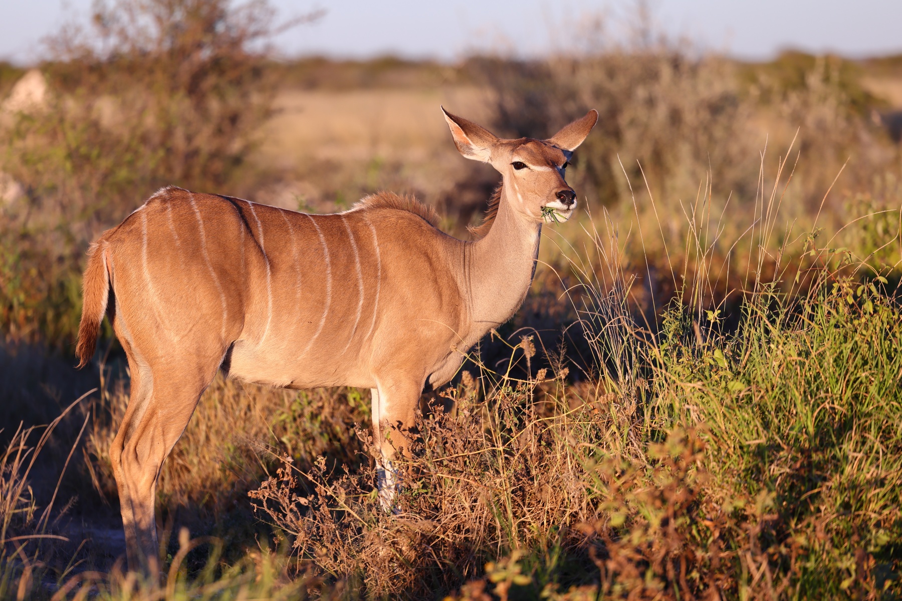 Etosha - Greater kudu (Tragelaphus strepsiceros)