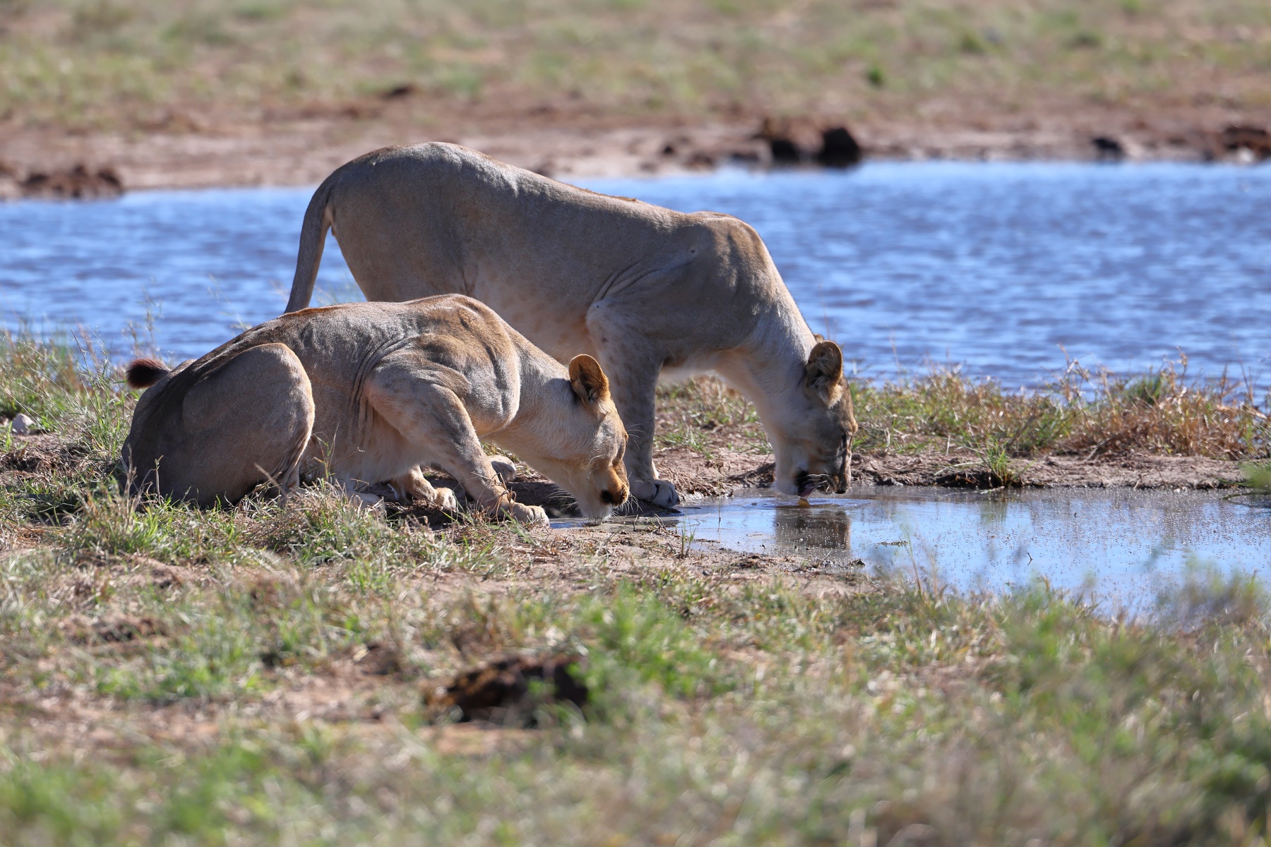 Etosha - Tsumcor waterhole - Lioness (Panthera leo)