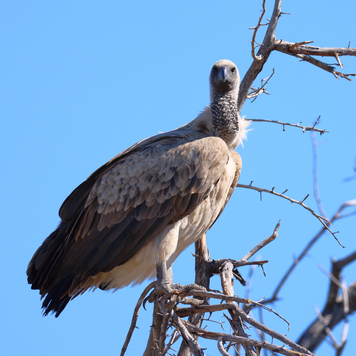 Etosha - White-backed vulture (Gyps africanus)