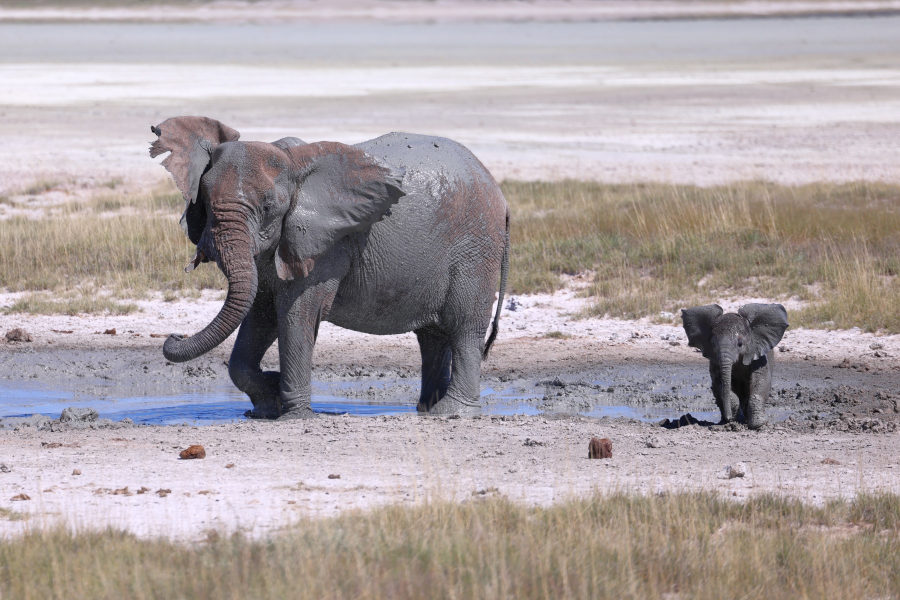 Etosha - African bush elephant (Loxodonta africana)