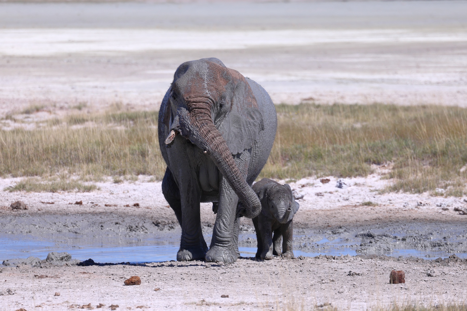 Etosha - African bush elephant (Loxodonta africana)