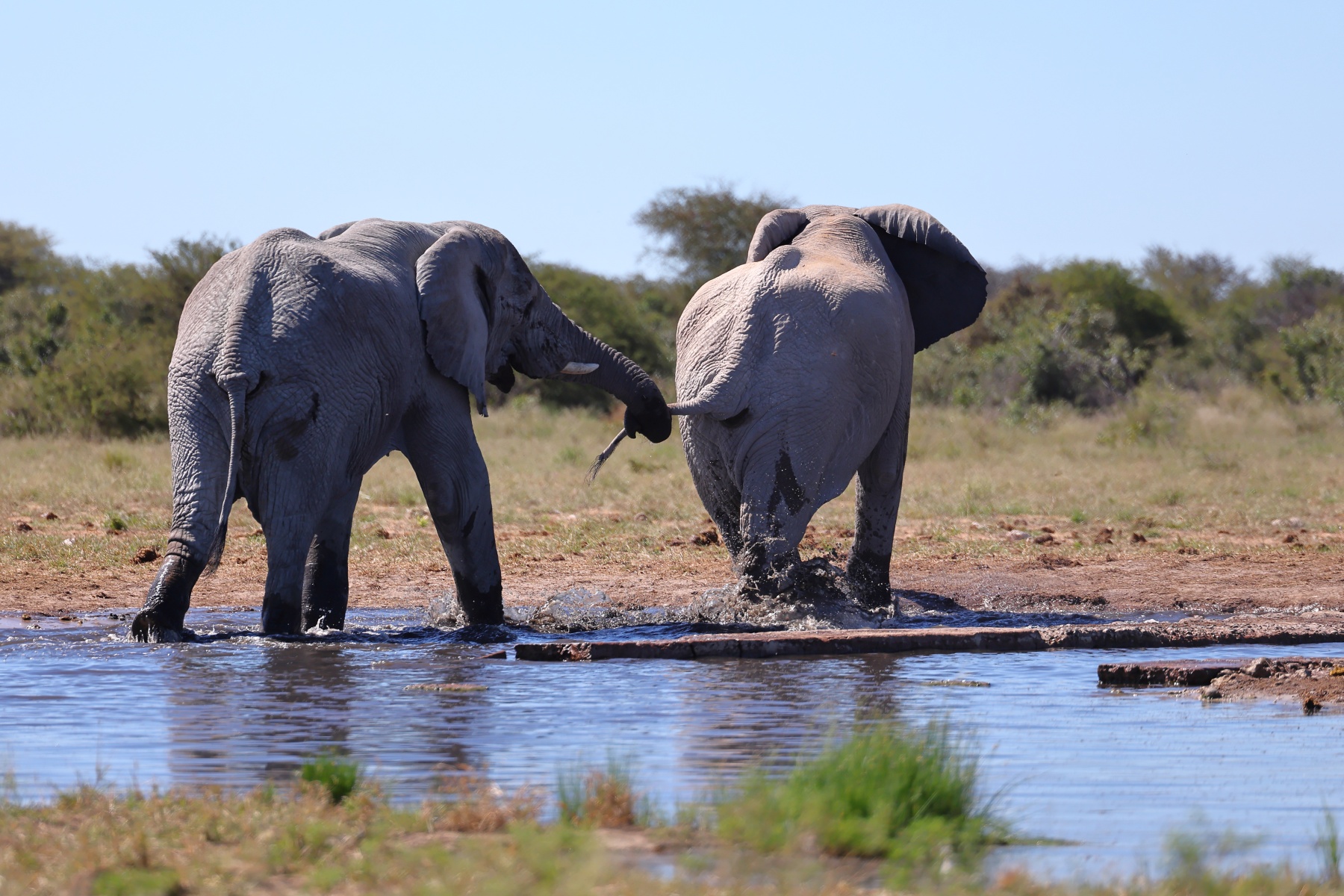 Etosha - African bush elephant (Loxodonta africana)