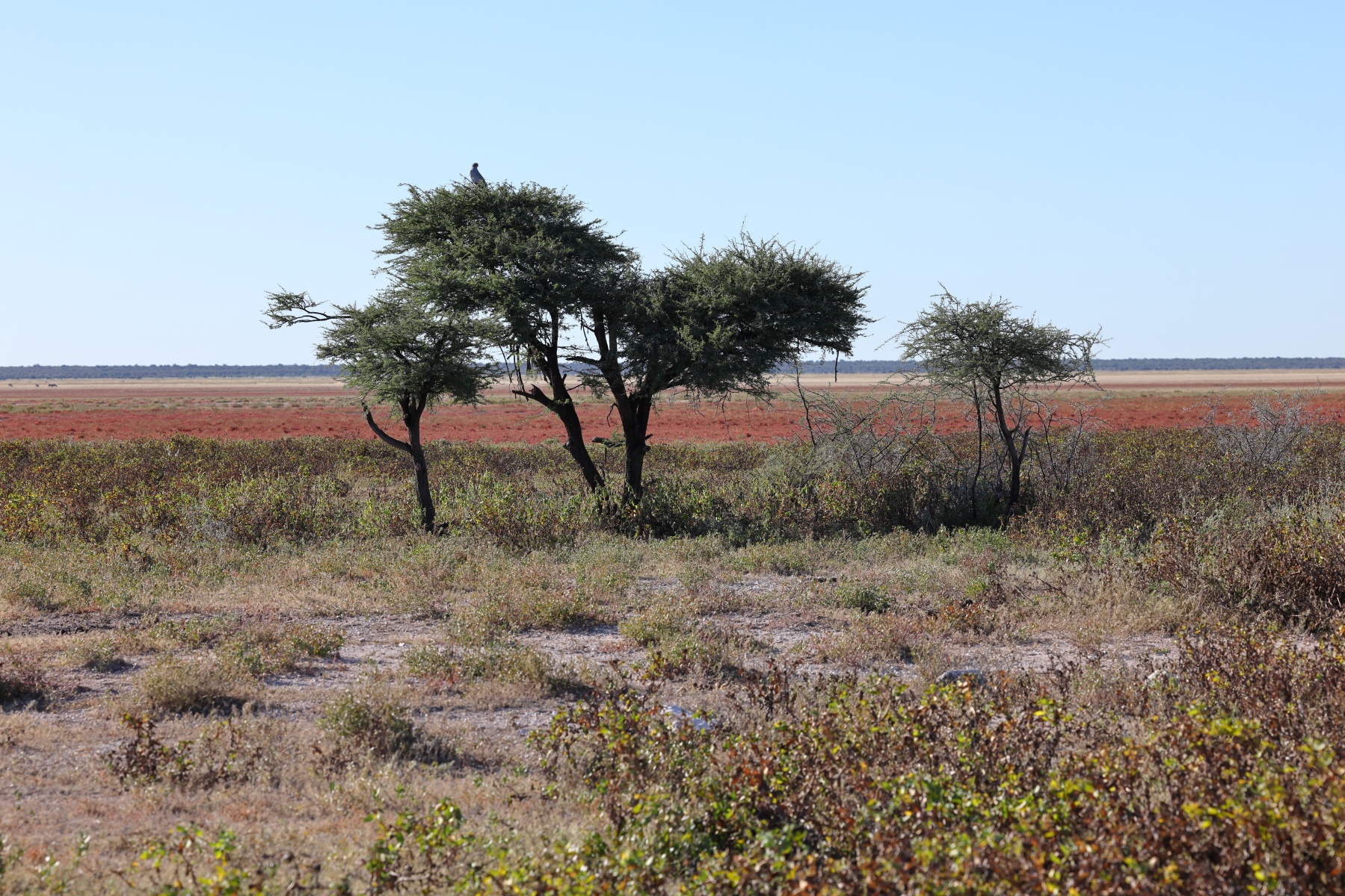 Etosha - Trees
