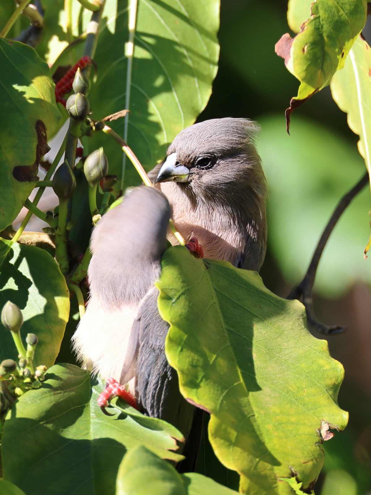 Windhoek - Hotel Uhland - White-backed mousebird (Colius colius)