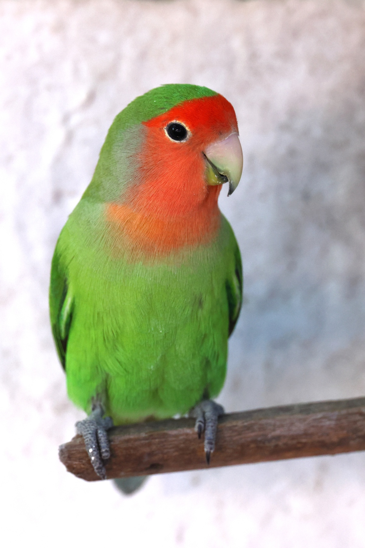 Windhoek - Hotel Uhland - Rosy-faced lovebird (Agapornis roseicollis)