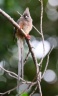 Windhoek - Hotel Uhland - White-backed mousebird (Colius colius)