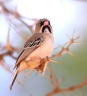 Sesriem campsite - Scaly-feathered weaver (Sporopipes squamifrons)