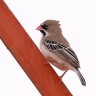 Sesriem campsite - Scaly-feathered weaver (Sporopipes squamifrons)