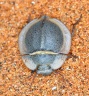 Sossusvlei - Dune 45 - Flying saucer beetle