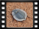 Sossusvlei - Dune 45 - Flying saucer beetle
