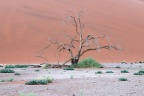 Sossusvlei - Dune 45 - Dead tree