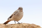 Sossusvlei - Familiar chat (Oenanthe familiaris)