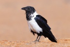 Sossusvlei - Dune 40 - Pied crow (Corvus albus)