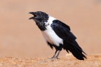 Sossusvlei - Dune 40 - Pied crow (Corvus albus)
