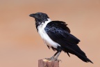 Sossusvlei - Dune 40 - Pied crow (Corvus albus)