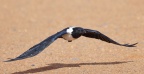 Sossusvlei - Dune 40 - Pied crow (Corvus albus)
