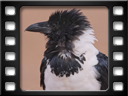 Sossusvlei - Dune 40 - Pied crow (Corvus albus)