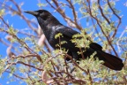 Sesriem campsite - Cape crow (Corvus capensis)