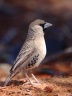 Sesriem campsite - Sociable weaver (Philetairus socius)