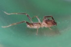 Sesriem campsite - Camel spider