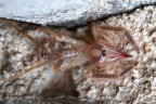 Sesriem campsite - Camel spider