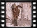 Solitaire - Great sparrow (Passer motitensis)