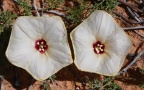 Near Solitaire - Morning glory (Merremia palmata)