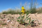 Near Solitaire - Rattlepod (Crotalaria)