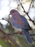 Rossmund Lodge - Laughing dove (Spilopelia senegalensis)