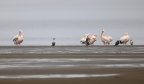 Walvis Bay - Pelicans and cormorants