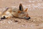 Pelican Point Peninsula - Black-backed jackal (Lupulella mesomelas)