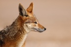 Pelican Point Peninsula - Black-backed jackal (Lupulella mesomelas)