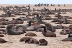 Pelican Point Peninsula - Cape fur seals (Arctocephalus pusillus)