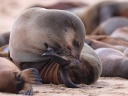 Pelican Point Peninsula - Cape fur seal (Arctocephalus pusillus)
