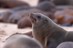 Pelican Point Peninsula - Cape fur seal (Arctocephalus pusillus)
