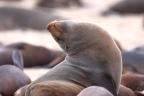 Pelican Point Peninsula - Cape fur seal (Arctocephalus pusillus)