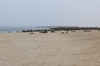 Pelican Point Peninsula - Cape fur seals (Arctocephalus pusillus)