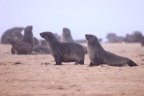 Pelican Point Peninsula - Cape fur seals (Arctocephalus pusillus)