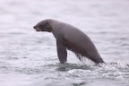 Pelican Point Peninsula - Cape fur seal (Arctocephalus pusillus) - Jumping from the water